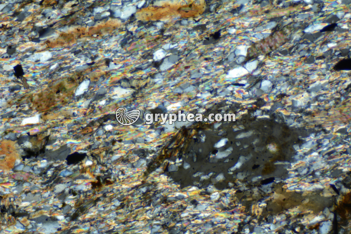 Micaschiste à cordiérite LPA x40 - gryphea.com